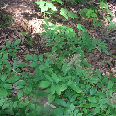 Peach Blossom False Spirea